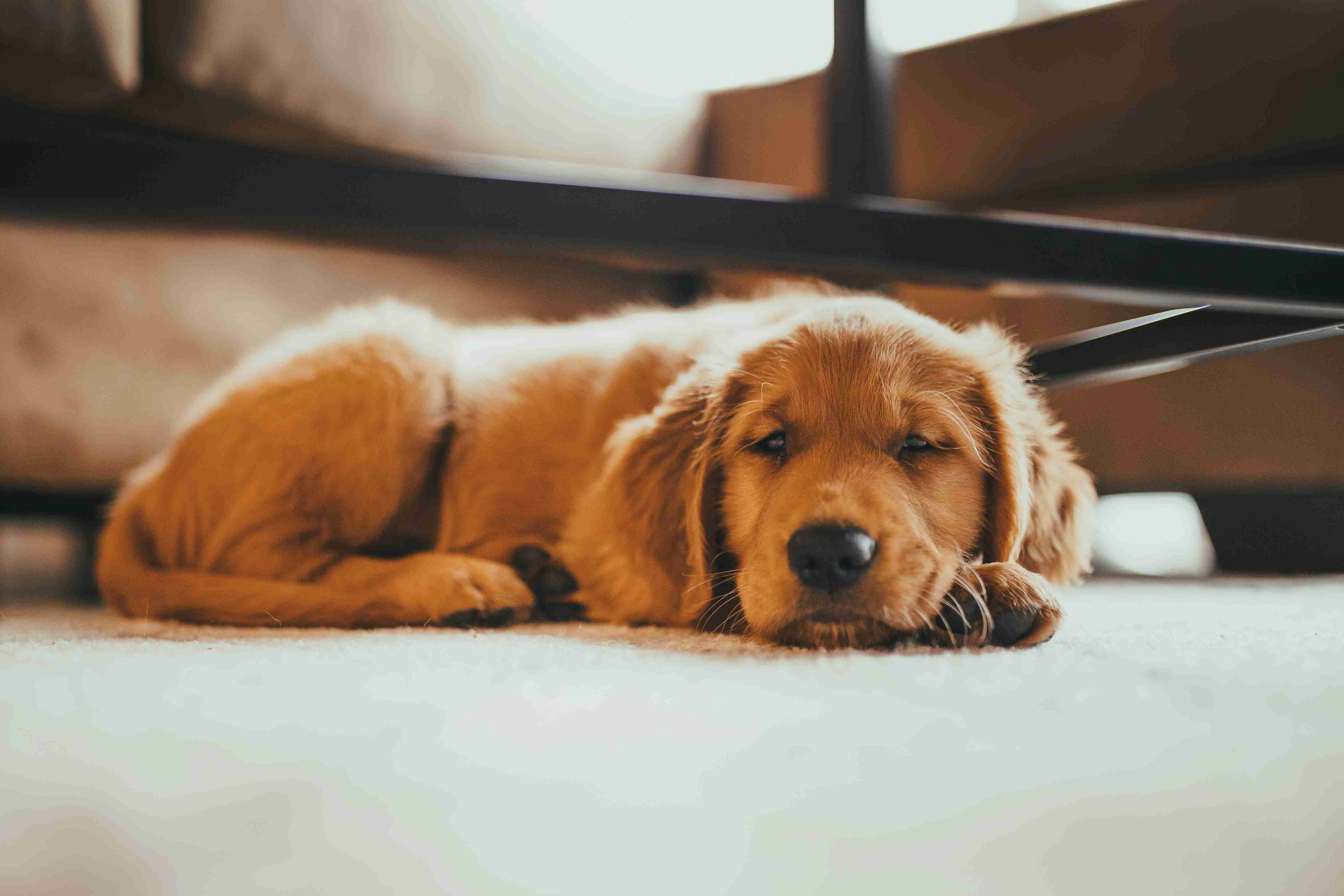 What are some signs of neurological issues in Golden Retrievers?